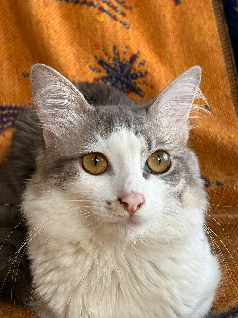 Gato cinza e branco
