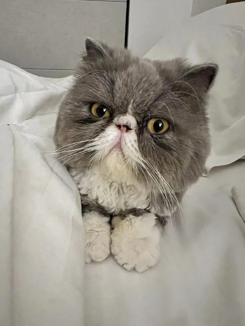 Gato persa cinza