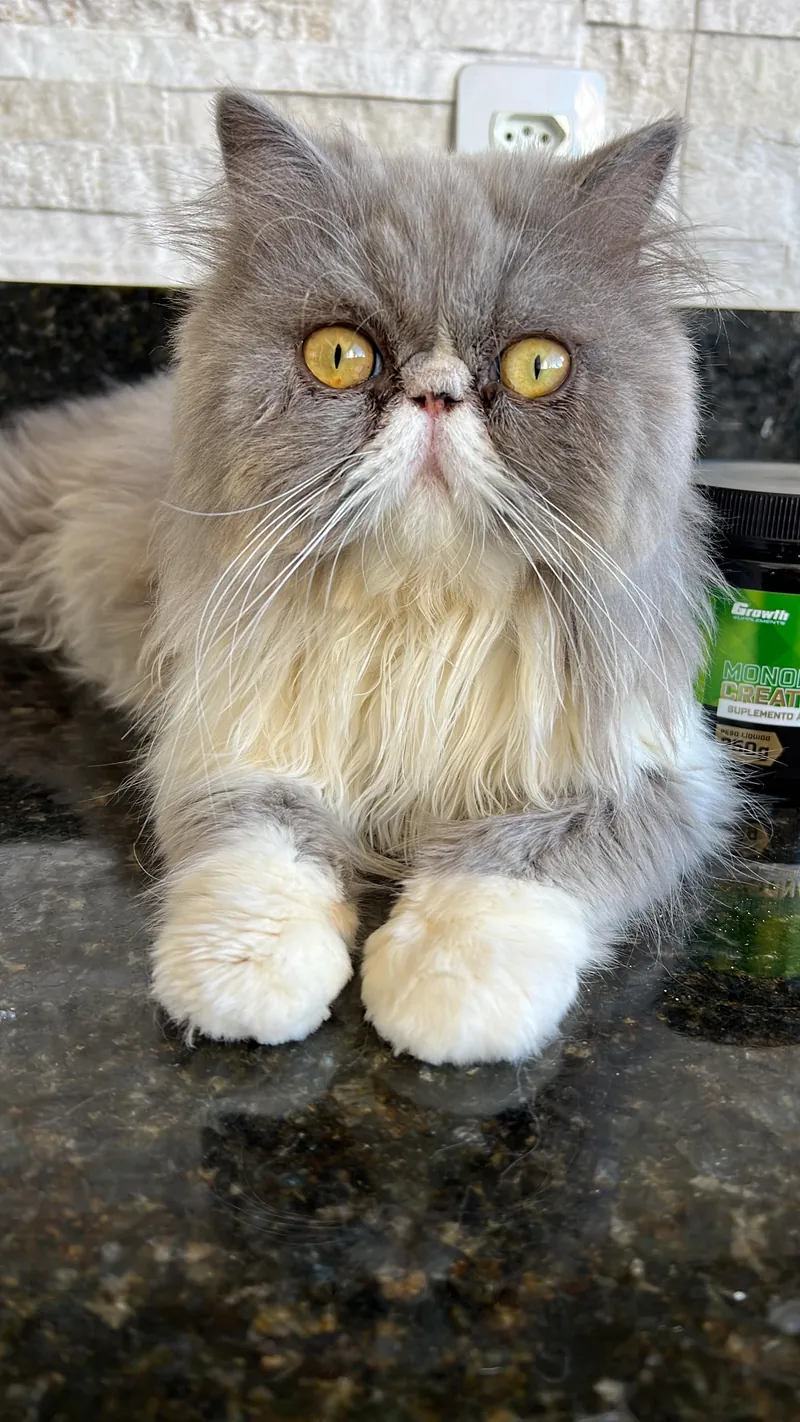 Gato persa sentado